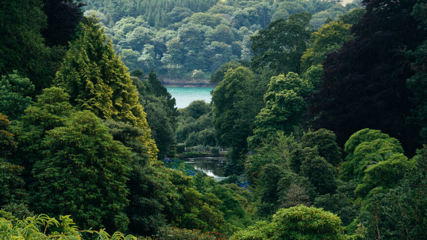 A l'écoute de la forêt