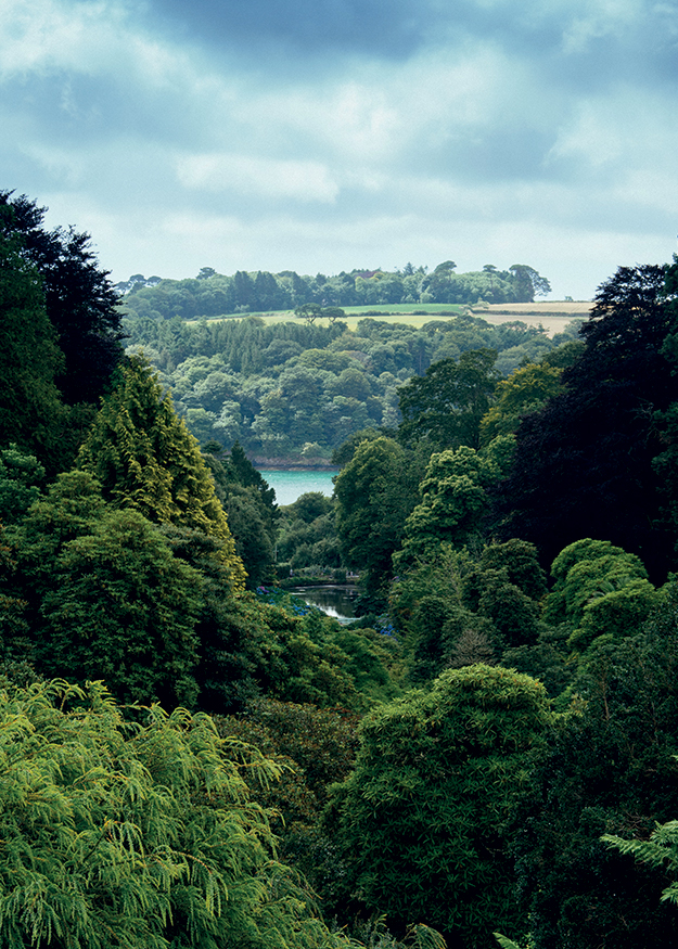 A l'écoute de la forêt